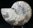 Cut Ammonite Fossil (Half) - Agatized #21797-1